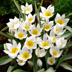 Tulip Polychroma - 5 adet - 