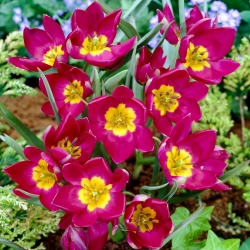 Tulip Pulchella Odalisque - 5 pcs - 