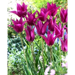 Tulip Purple Dream - paket besar! - 50 buah - 
