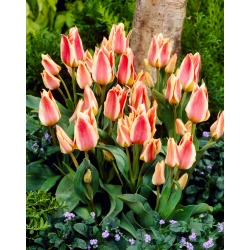 Tulip Quebec - 5 pezzi