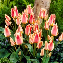 Tulip Quebec - 5 buah - 
