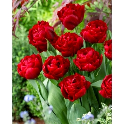 Tulipan 'Rdeča punčka' - 5 kosov