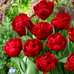 Tulipan 'Red Baby Doll' - 5 stk.
