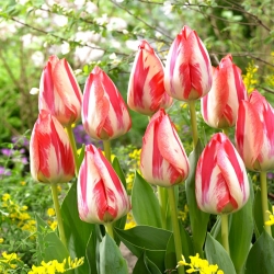 Tulip Spryng Break - 5 buah - 