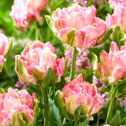 Tulip Star Of Vẹt - 5 chiếc - 