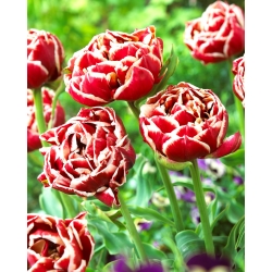 Tulip Starline - 5 kpl - 