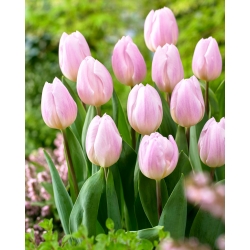Tulipe 'Sweet Flag' - grand paquet - 50 pcs