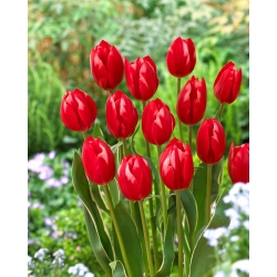 Tulip Temptation - paket besar! - 50 buah - 