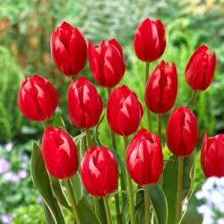 Tulip Temptation - 5 buah - 