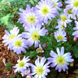 Balkan anemone - Blue Splendor - 8 pcs; Bunga angin Grecian, bunga angin musim sejuk - 
