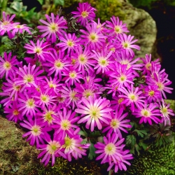 Balkānu anemone - Violeta zvaigzne - 8 gab. Grieķu vēja puķe, ziemas vēja puķe - 