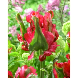 Gelombang Merah Tulip - 5 pcs - 