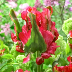 Gelombang Merah Tulip - 5 pcs - 