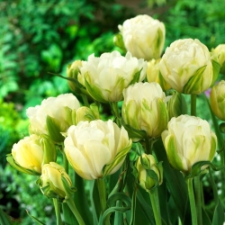 Tulip Maureen Double - 5 pcs - 