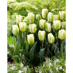 Tulipano 'Green Spirit' - confezione grande - 50 pz
