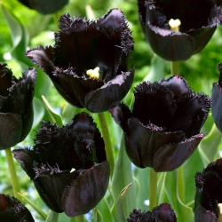 Тюльпан Fringed Black - самый черный тюльпан из всех! - 5 шт. - 