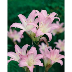 Amaryllis belladonna, Jersey-lilja - iso paketti! - 10 kpl; belladonna-lily, alasti lady-lily, maaliskuun lilja - 