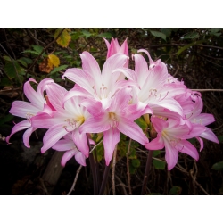 Amaryllis belladonna, lilie Jersey - velké balení! - 10 ks; belladonna-lily, nahá-lady-lily, March lily - 