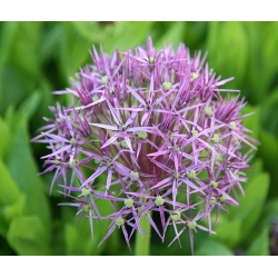 Persian onion - star of Persia - large package! - 50 pcs
