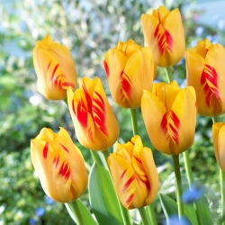 Tulip Olympic Flame - แพ็คเกจใหญ่! - 50 ชิ้น - 