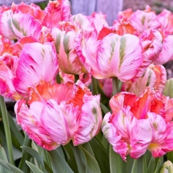Tulipa Elsenburg - Tulip Elsenburg - 5 květinové cibule