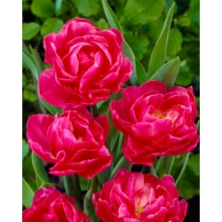 Tulipa May Wonder - pacote de 5 peças