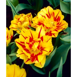 チューリップモンセラ - チューリップモンセラ -  5球根 - Tulipa Monsella