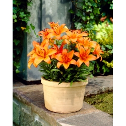 Lilium, Lily Orange Pixie - květinové cibulky / hlíza / kořen
