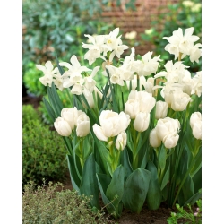 Set mentol "Thalia" daffodil dan tulip "Weisse Berliner" - 50 pcs - 