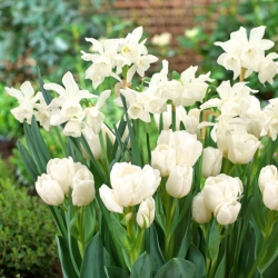 Bộ bóng đèn hoa thủy tiên "Thalia" và hoa tulip "Weisse Berliner" - 50 chiếc - 