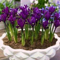 Reticulate iris - Purple Hill - paket besar! - 100 buah - 