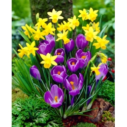 Narciso giallo e croco viola - selezione di varietà a bassa crescita - 75 pezzi
