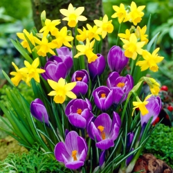 Narciso giallo e croco viola - selezione di varietà a bassa crescita - 75 pezzi