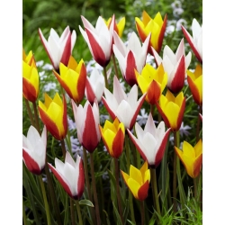 Clusiana Tulips - set dari 2 varietas tanaman berbunga - 50 pcs - 