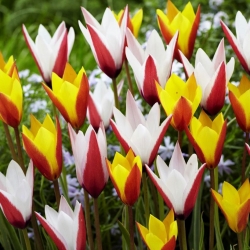 Clusiana Tulipaner - sett med 2 blomstrende plantesorter - 50 stk - 