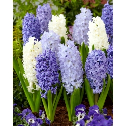 Blu e bianco - una selezione di 3 varietà di giacinto - 27 pezzi