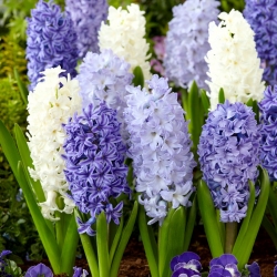 Azul e branco - uma seleção de 3 variedades de jacinto - 27 unidades