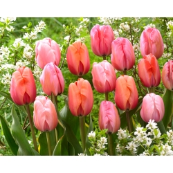 Impresión - juego de 3 variedades de tulipanes - 45 piezas
