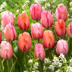 Impresión - juego de 3 variedades de tulipanes - 45 piezas