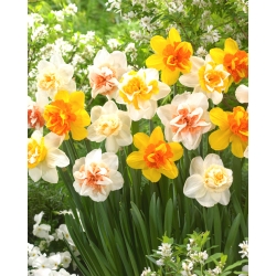 Påsklilja, narcissus - dubbla blommor - färgvariablandning - 50 st
