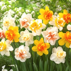 Narcise, narciss - dubultziedi - krāsu šķirņu sajaukums - 50 gab.