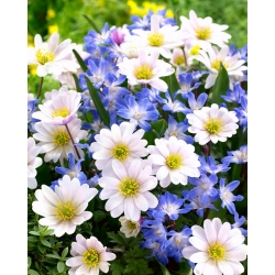 Valge Balkani anemone + sinise Forbesi lumehiilgus - 90 tk