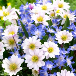 White Balkan anemone + blue Forbes's glory of the snow - 90 pcs