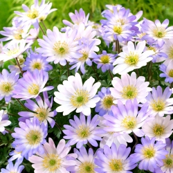 כלנית בלקנית - סט של 2 זנים פרחים לבנים וכחולים - 80 יח &#39;; פרח רוח יווני, פרח רוח חורפי - 