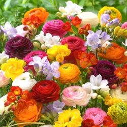Boterbloem en freesia - een verscheidenheid aan kleurrijke bloeiende planten - 100 stuks - 