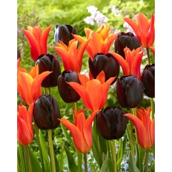 Set di 2 varietà di tulipani arancioni e viola cremisi - 50 pz