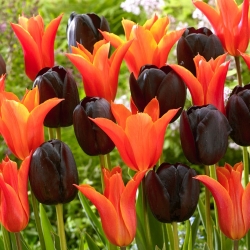 Oranžna in škrlatno-vijolična garnitura 2 sort tulipanov - 50 kosov