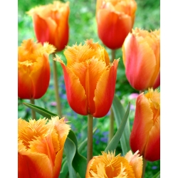 Tulipa Lambada - Tulip Lambada - 5 ดวง