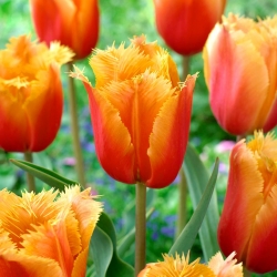 Tulp Lambada - pakket van 5 stuks - Tulipa Lambada