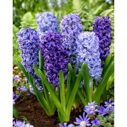 Modrá zmes - výber z 3 odrôd modrého hyacintu - 27 ks